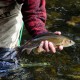 Nice grayling from the Otava river